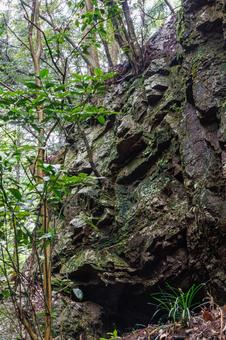 岩の間から生える木 岩の間から生える木 大木,石,洞窟の写真素材