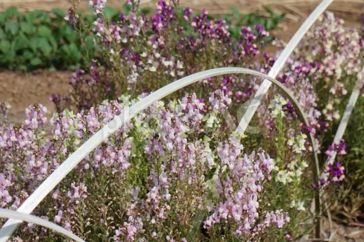 小さな花　満開の畑 志位才花,ピンク,紫色の写真素材