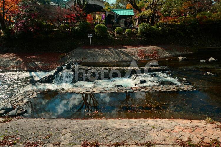 川に映る木 京都府,川,左京区の写真素材