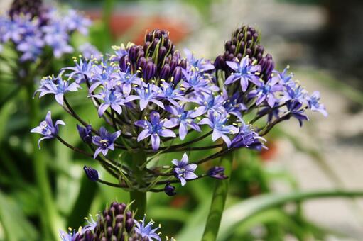 シラー・ベルビアナのマクロ写真 シラー,草花,きれいの写真素材