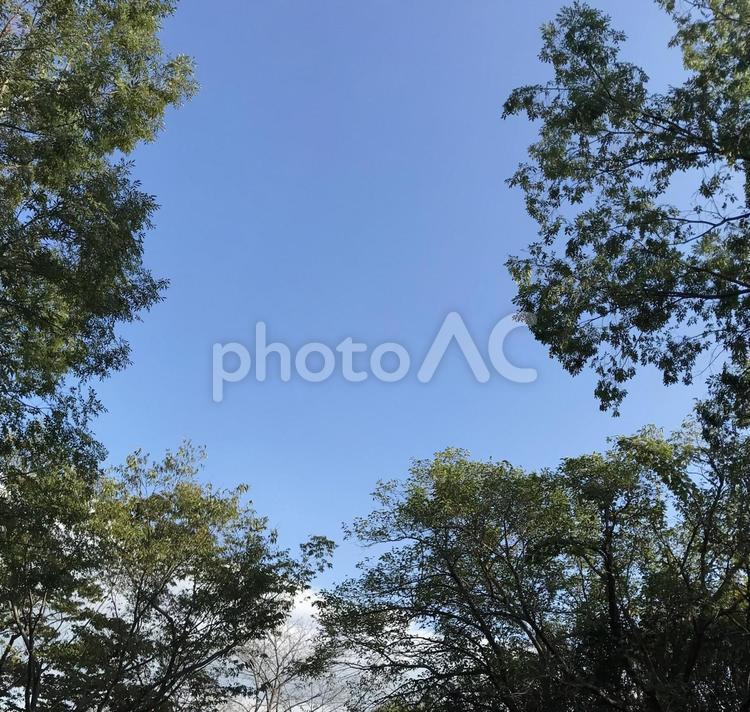 木のフレーム 風景,自然,背景の写真素材