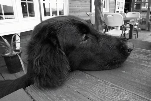 休憩中 休憩中 犬,大型犬,レトリーバーの写真素材