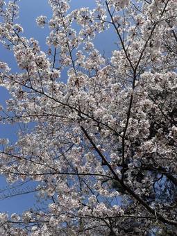 桜の木 桜の木の写真