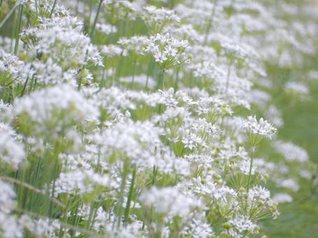 【花の写真】ニラの花 【花の写真】ニラの花の写真