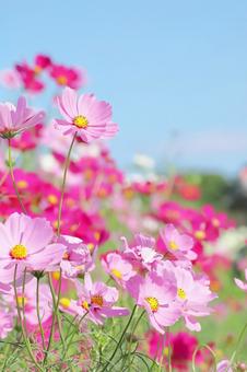 コスモスと空 縦 コスモスと空 縦 コスモス,花,秋桜の写真素材