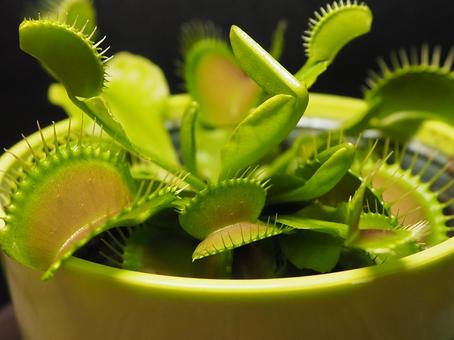 ハエトリグサ ハエトリグサ ハエトリグサ,ハエトリ草,食虫植物の写真素材