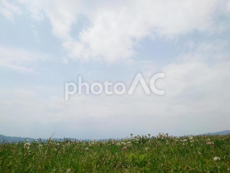 花と草原と曇り空（コピースペース） 花,草原,シロツメクサの写真素材