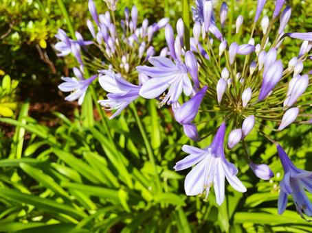 アガパンサスの写真