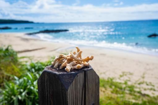 ビーチの珊瑚 珊瑚,海,夏の写真素材