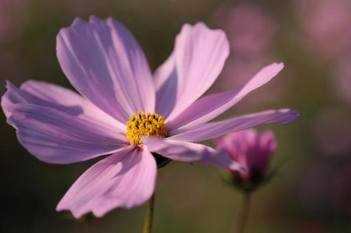 晩秋のコスモス ひまわり,コスモス,花の写真素材