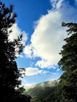 木と木の間の空 木と木の間の空 空,木,間の写真素材