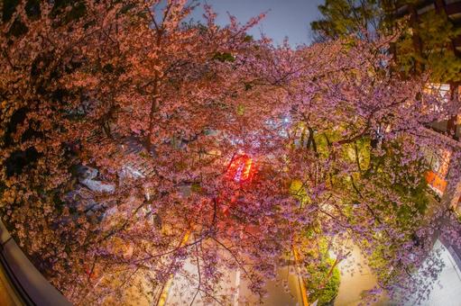 六本木桜並木と光跡 六本木桜並木と光跡 桜,夜桜,車の光跡の写真素材