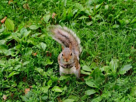 Photo, a squirrel, small animals, creatures, 