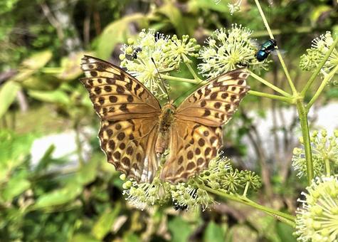 ウドの花にとまるミドリヒョウモン ウドの花にとまるミドリヒョウモンの写真