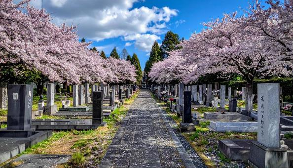桜が咲く霊園 桜が咲く霊園の写真