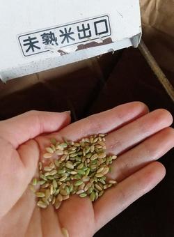 手のひらに乗せた脱穀後の未熟米 手のひらに乗せた脱穀後の未熟米 未熟米,お米,脱穀の写真素材