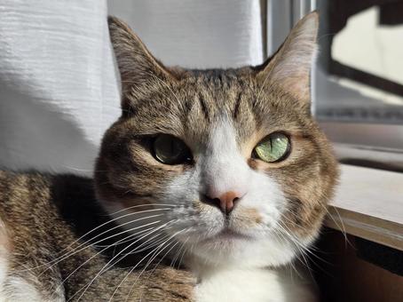 見つめる猫 猫,ネコ,ペットの写真素材