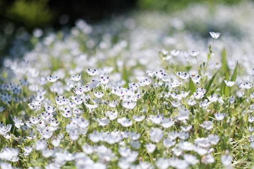 Photo, nemophila, macrata, maculata, 