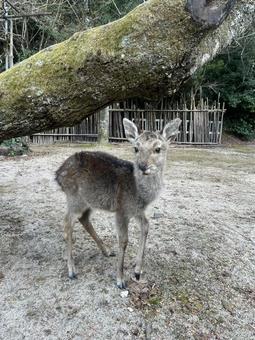 宮島の鹿 宮島の鹿 子鹿,柵,子供の鹿の写真素材