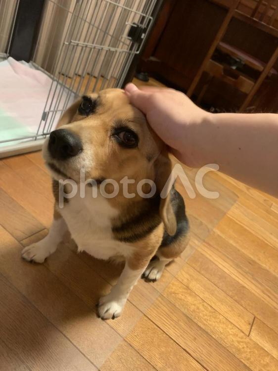ほめてください 犬,イヌ,ビーグルの写真素材