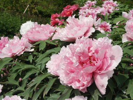Photo, button, blooming landscape, shrub, 