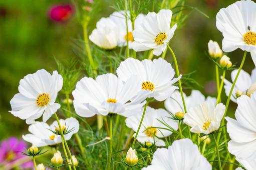 コスモス(55) コスモス(55) 花,コスモス,アキザクラの写真素材