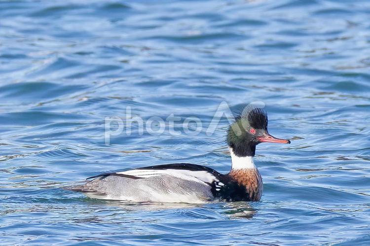 瀬戸内海で泳ぐウミアイサの雄 ウミアイサ,オス,雄の写真素材