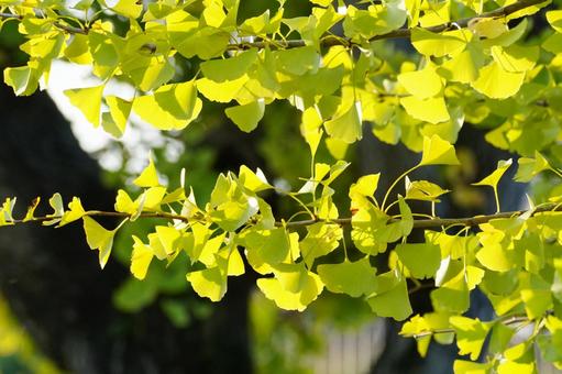 イチョウ イチョウ,葉,黄葉の写真素材