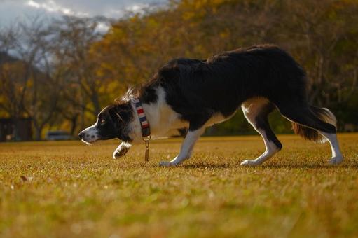 ボーダーコリーのポートレート 犬,ボーダーコリー,中型犬の写真素材