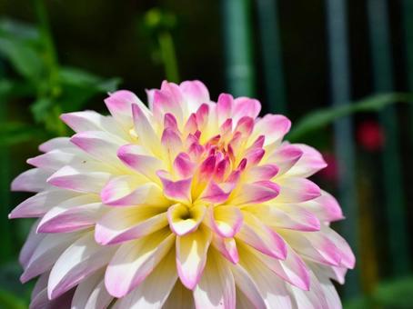 ダリア（キティ） ダリア,ピンク,秋の写真素材