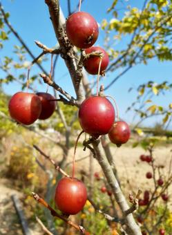 可愛い姫りんご 姫りんご,イヌリンゴ,バラ科の写真素材