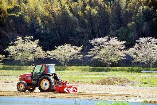 満開の桜とトラクターのある春の風景 サクラ,満開,トラクターの写真素材