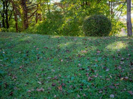 緑の草むらに落ち葉の写真