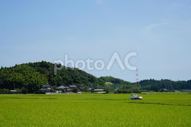 夏の田園風景 田んぼ,夏,田舎の写真素材