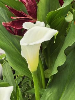 夏の花 夏の花の写真