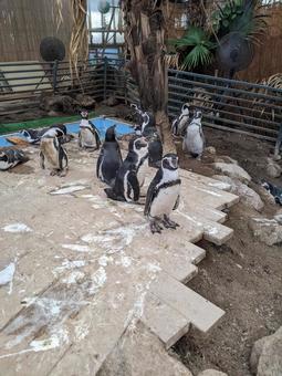ペンギン ペンギン 自然,夏,ペンギンの写真素材