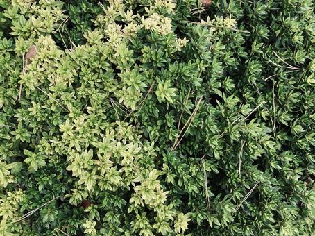 植え込み植物テクスチャー 植え込み,植物,テクスチャーの写真素材