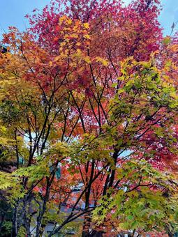 紅葉風景の写真