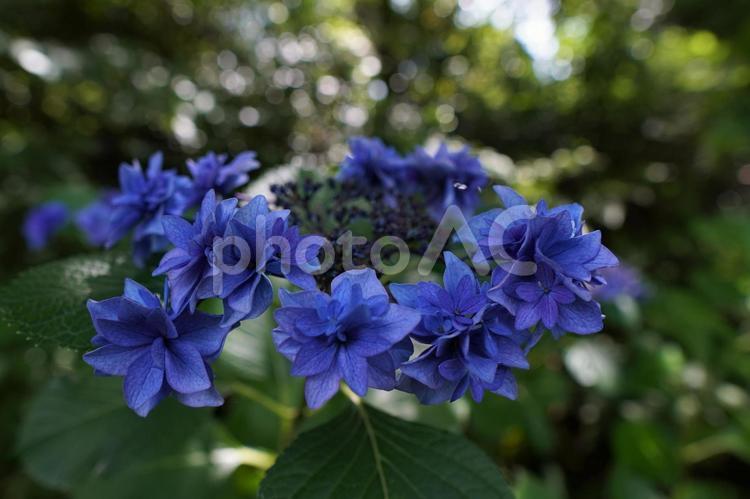 青いアジサイの神秘 アジサイ,紫陽花,あじさいの写真素材