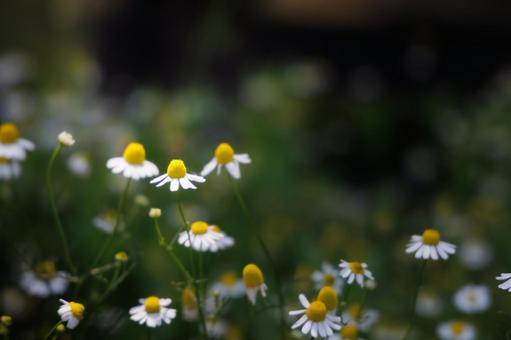 カモミール カモミール カモミール,ハーブ,花の写真素材