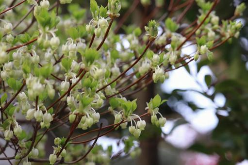 ドウダンツツジの白い花の写真