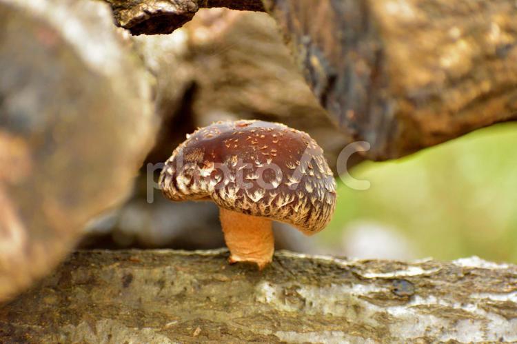 原木しいたけ 原木しいたけ,原木,しいたけの写真素材