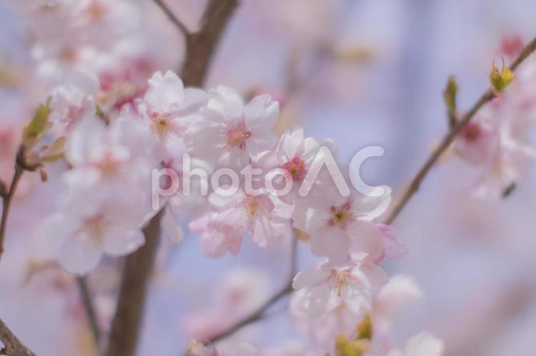 小金井公園のサクラ 東京,小金井公園,サクラの写真素材