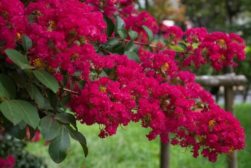 百日紅#090314 百日紅#090314の写真