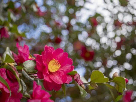 冬空に咲く紅の山茶花 山茶花,サザンカ,花の写真素材