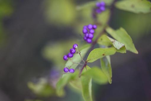 屋子花園裡的紫崎錦果, 坚果, 紫, 园艺, JPG