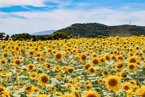 満開のひまわり畑 満開のひまわり畑 ヒマワリ,向日葵,花の写真素材
