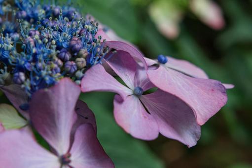 Hydrangea, JPG