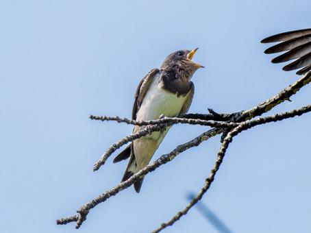 枝にとまるツバメ 枝にとまるツバメ ツバメ,燕,野鳥の写真素材