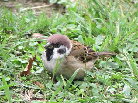 草の実を食べるスズメc 草の実を食べるスズメc スズメ,小鳥,雀の写真素材